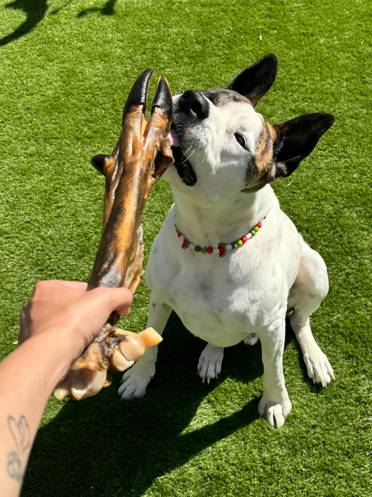 Patte de cerf ≈45cm