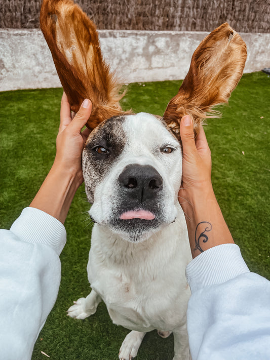 Oreille de boeuf avec poils