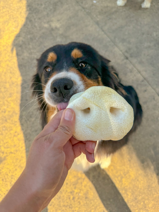 Nez de cochon soufflé