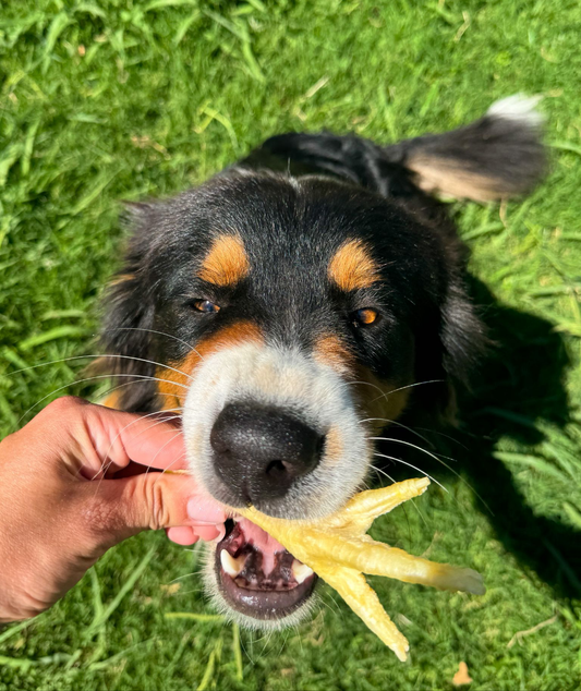 Patte de poulet soufflée