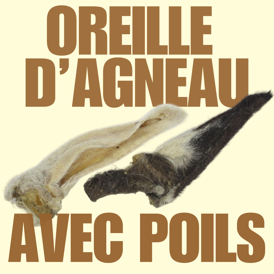 Oreille d'agneau avec poils