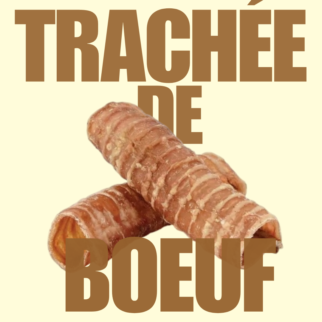 Trachée de boeuf