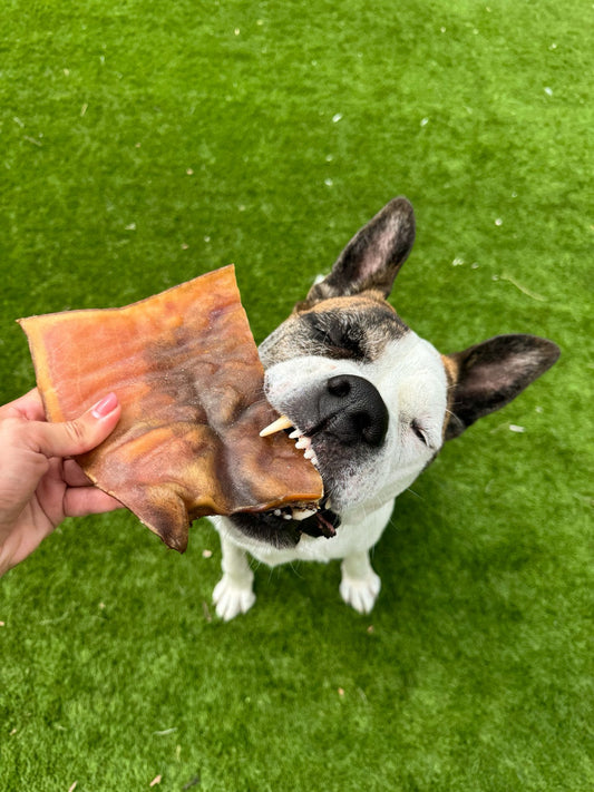 Plaque de peau de boeuf 20cm