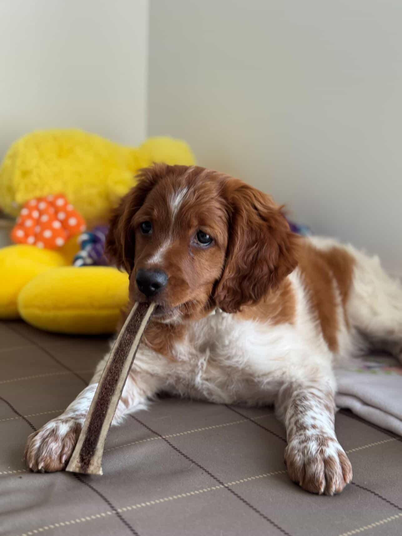 Bois de cerf coupé