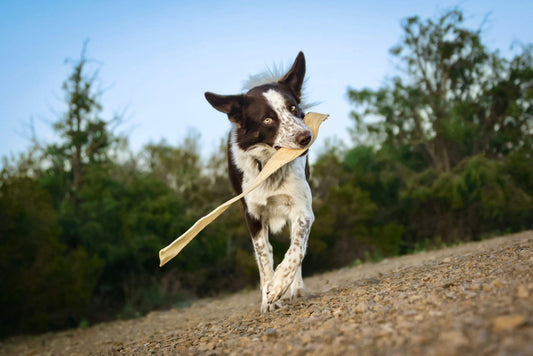 Masque de bĆuf 60cm