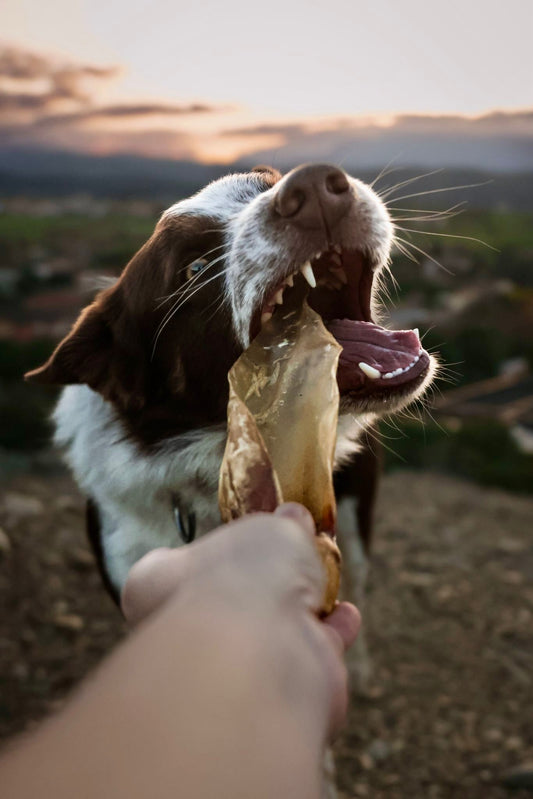 Oreille de boeuf avec lobe