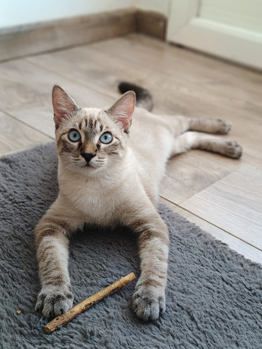 BĂąton de matatabi