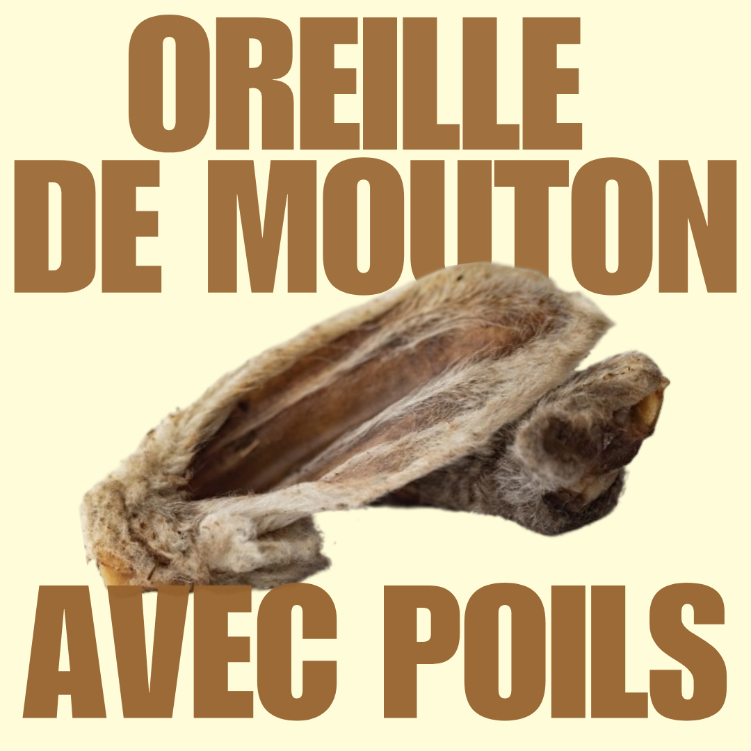 Oreille de mouton avec poils