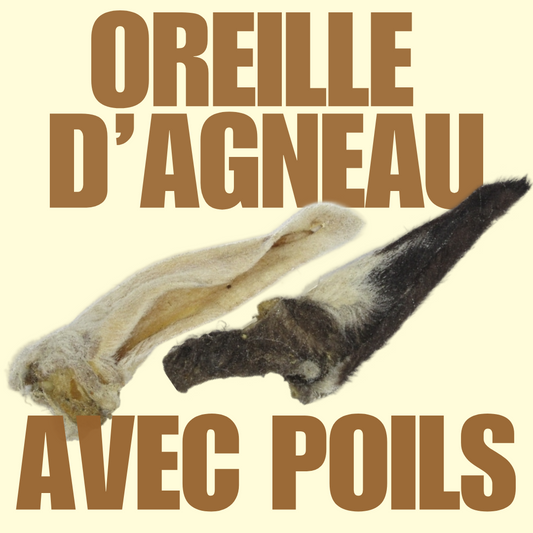 Oreille d'agneau avec poils
