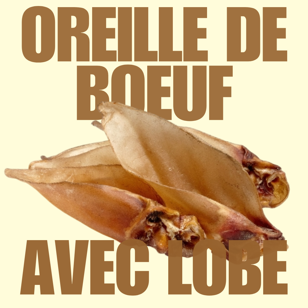 Oreille de boeuf avec lobe