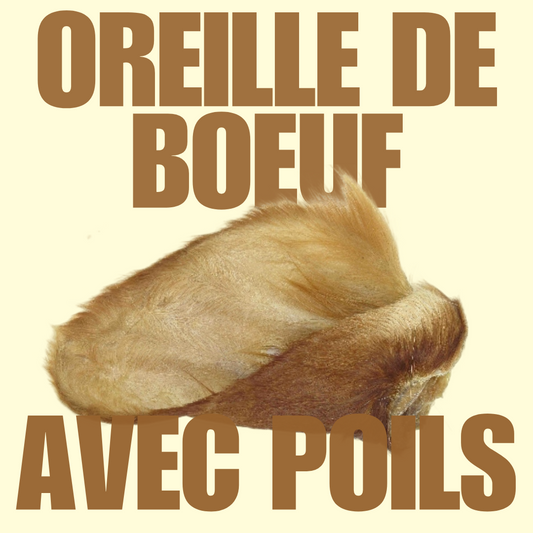 Oreille de boeuf avec poils