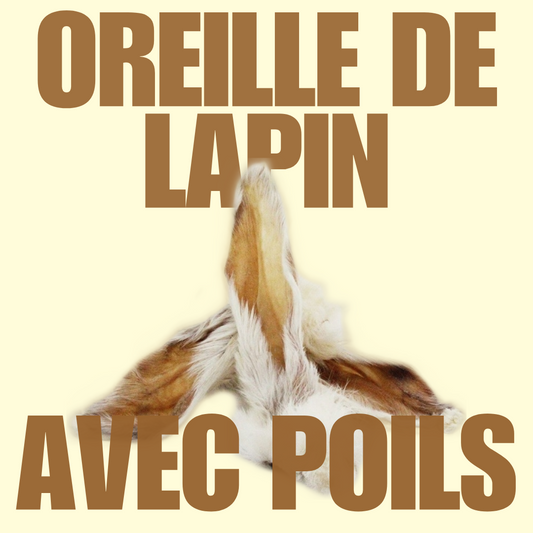Oreille de lapin avec poils