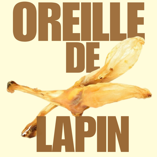 Oreille de lapin sans poils