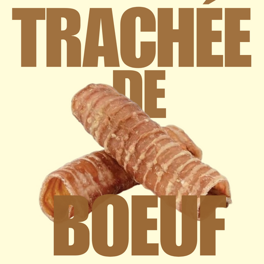 Trachée de boeuf